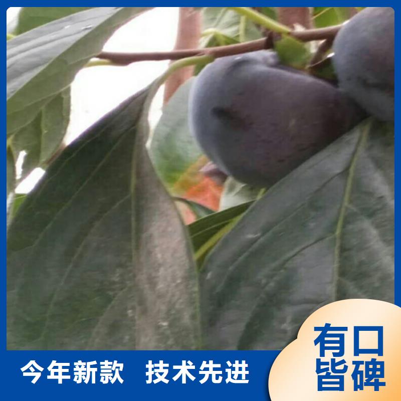 柿子_嘎啦苹果多年经验值得信赖