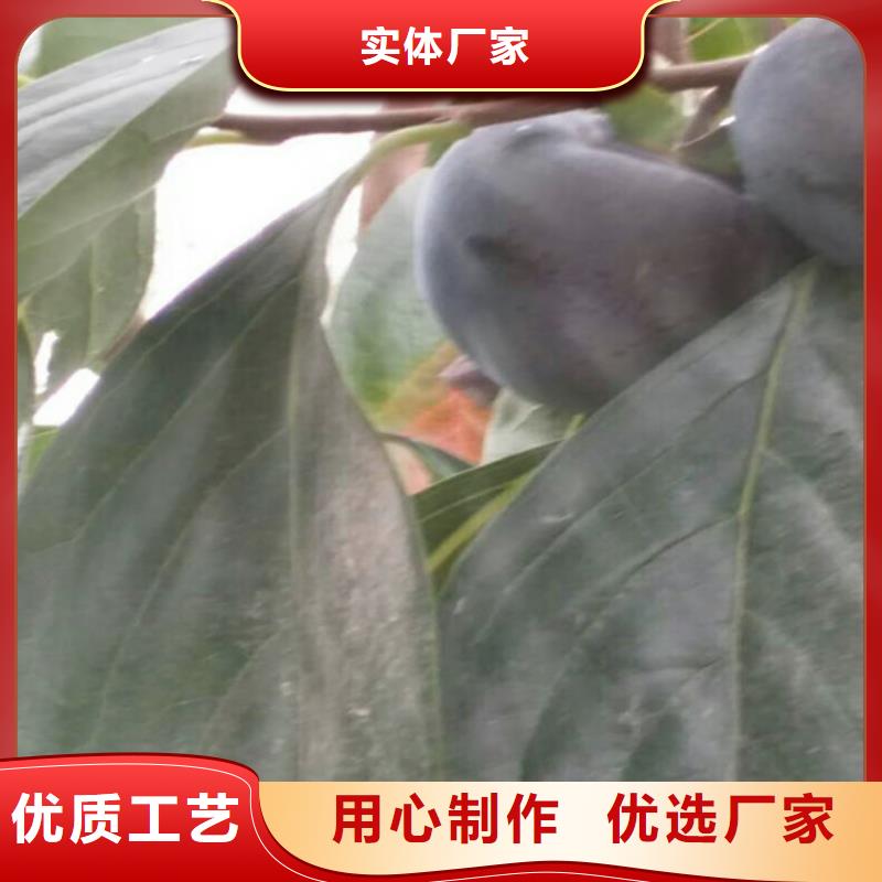 柿子_【苹果苗】厂家技术完善