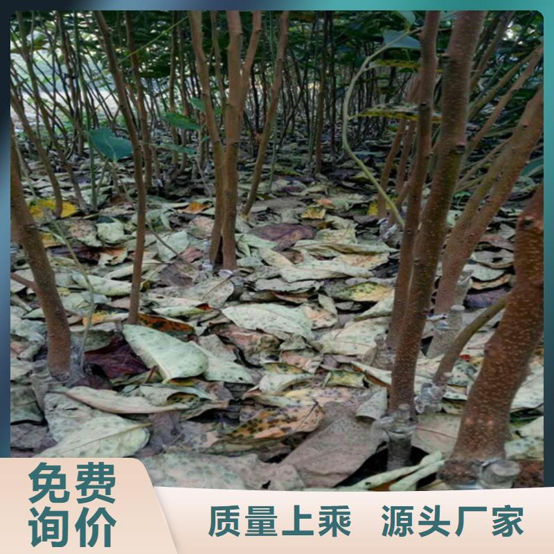 柿子_嘎啦苹果多年经验值得信赖