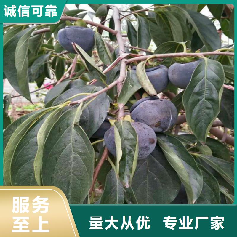 【柿子苹果苗品种全】