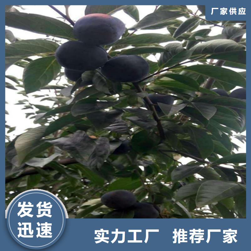 柿子樱桃苗厂家拥有先进的设备