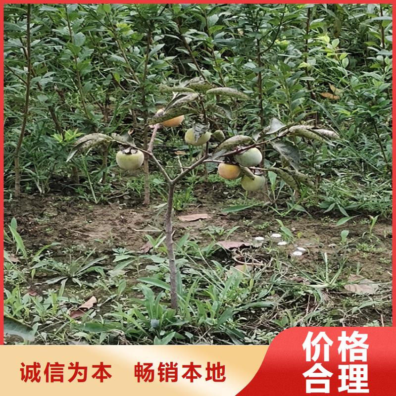 柿子桃树苗免费获取报价