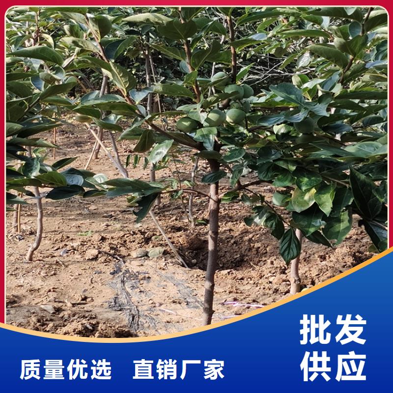 【柿子】无花果苗可放心采购