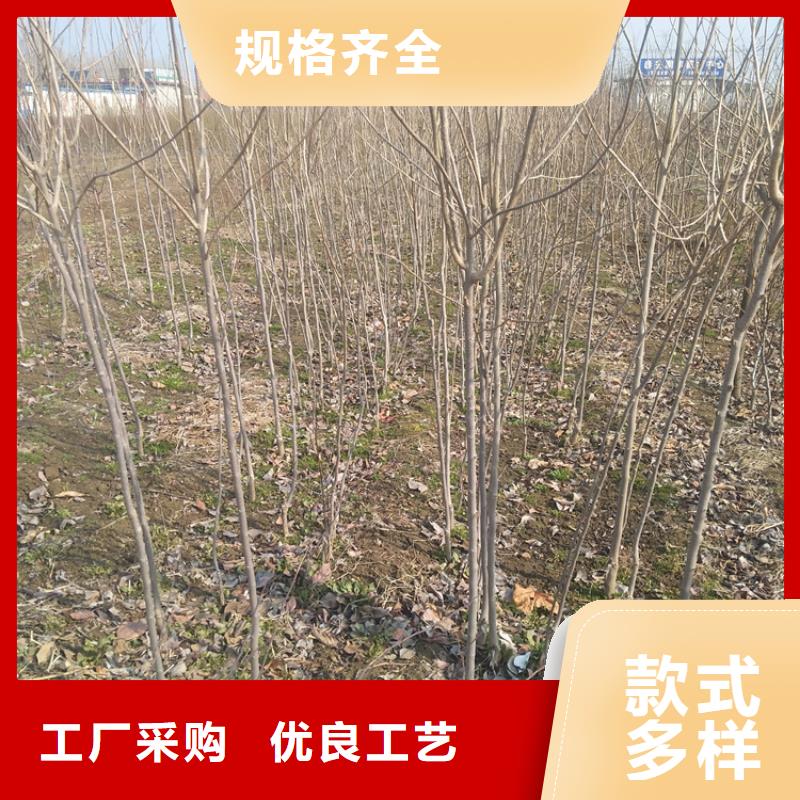 柿子苹果苗质量为本
