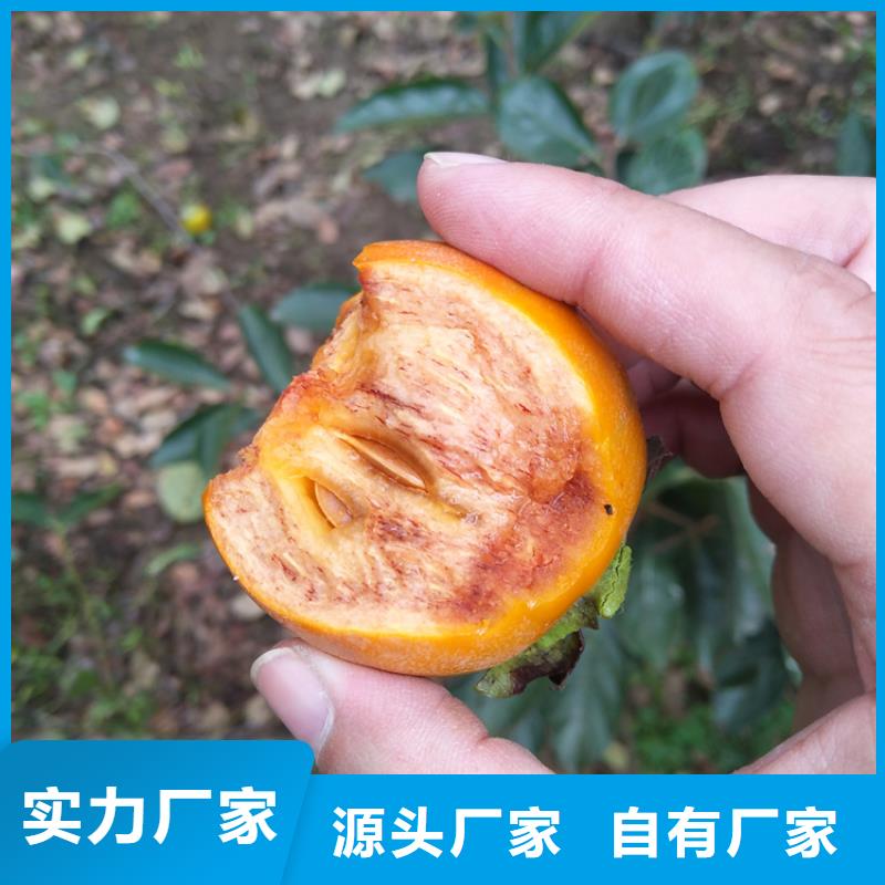 【柿子_蓝莓苗质量上乘】
