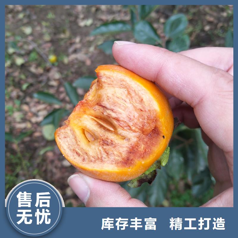 柿子_苹果苗实体厂家大量现货
