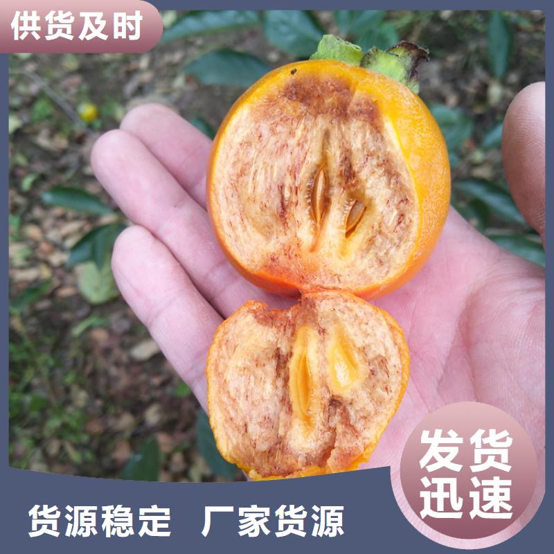 柿子-板栗苗产地批发