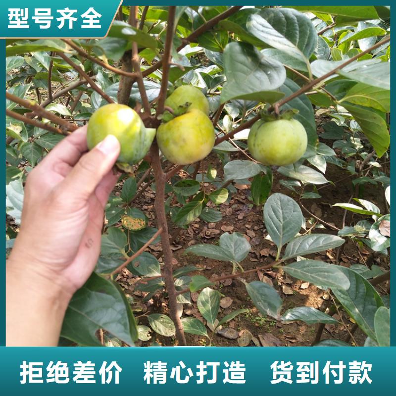 【柿子】花椒苗保质保量