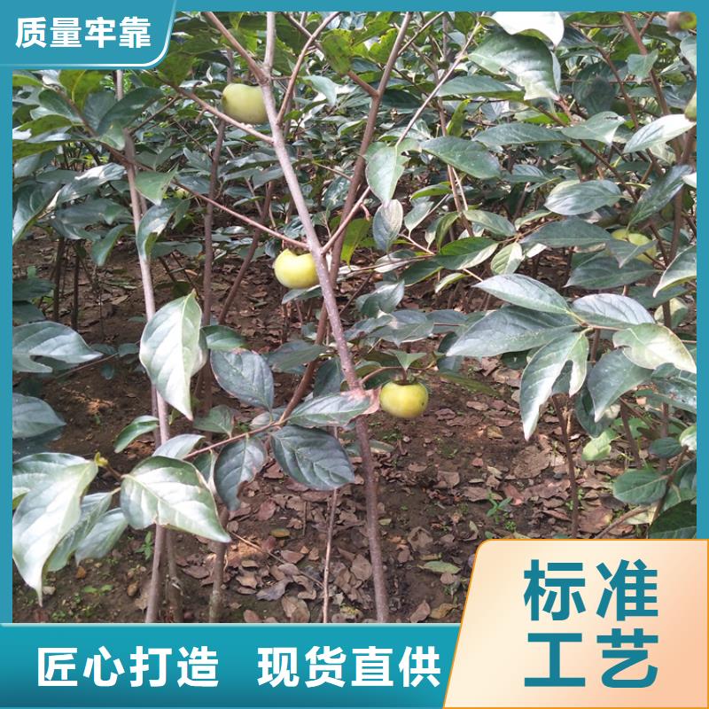 柿子桃树苗追求细节品质