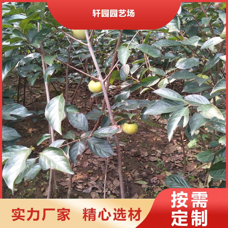 柿子-板栗苗产地批发