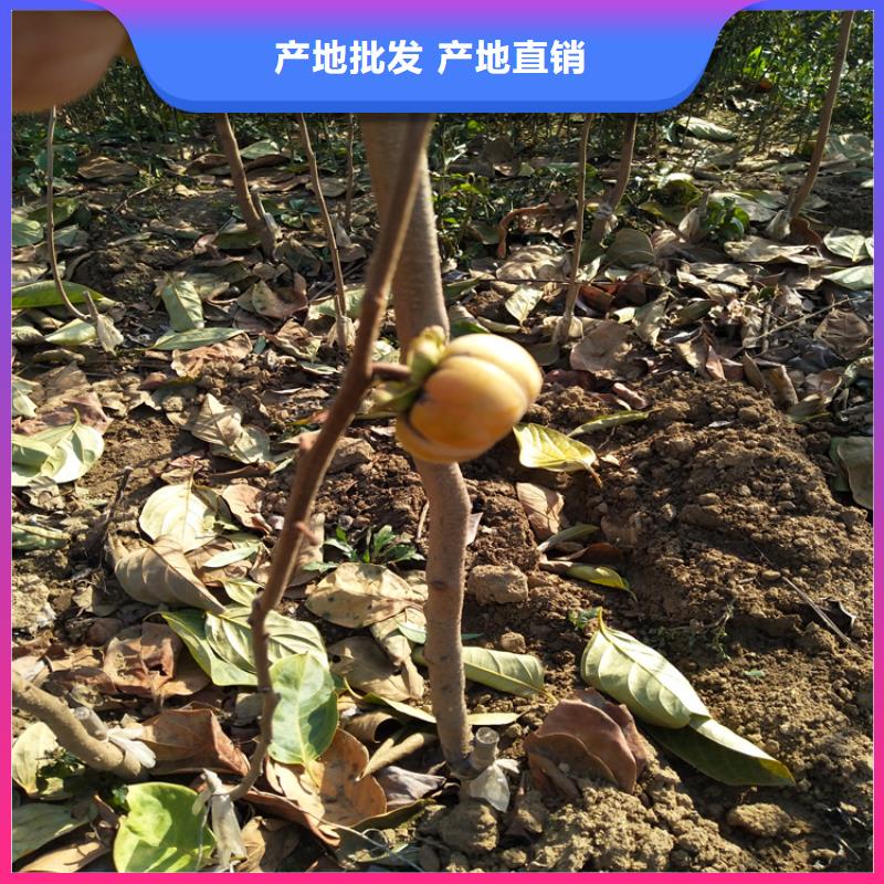 柿子3公分石榴苗源头工厂量大优惠