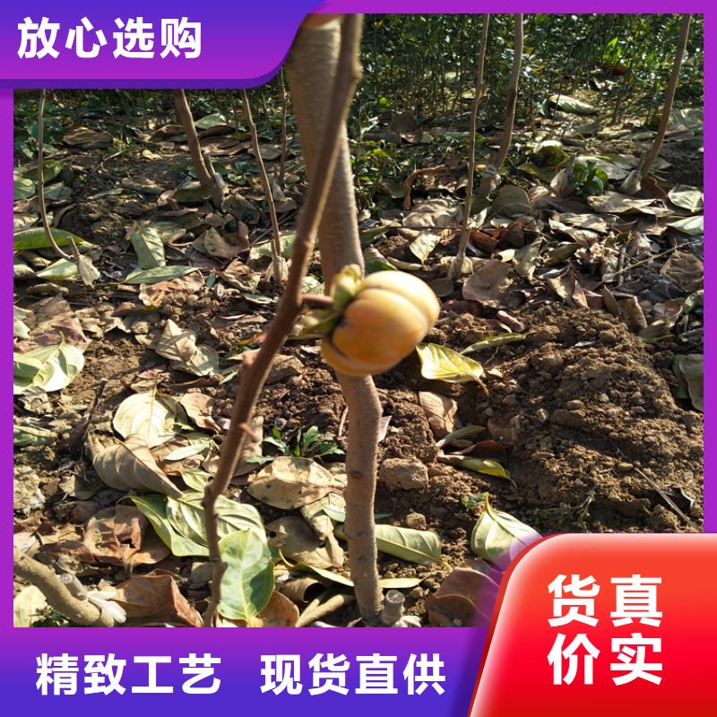 柿子樱桃苗用品质说话
