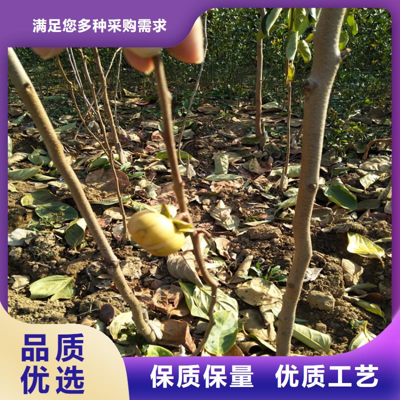 柿子樱桃苗多年厂家可靠