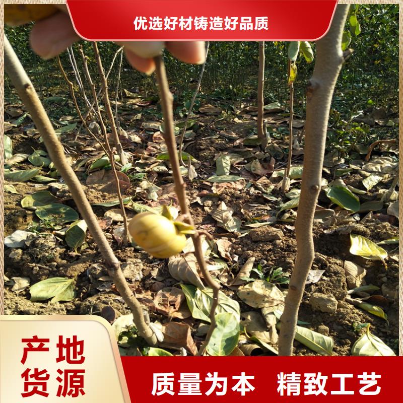 柿子_苹果苗实体厂家大量现货