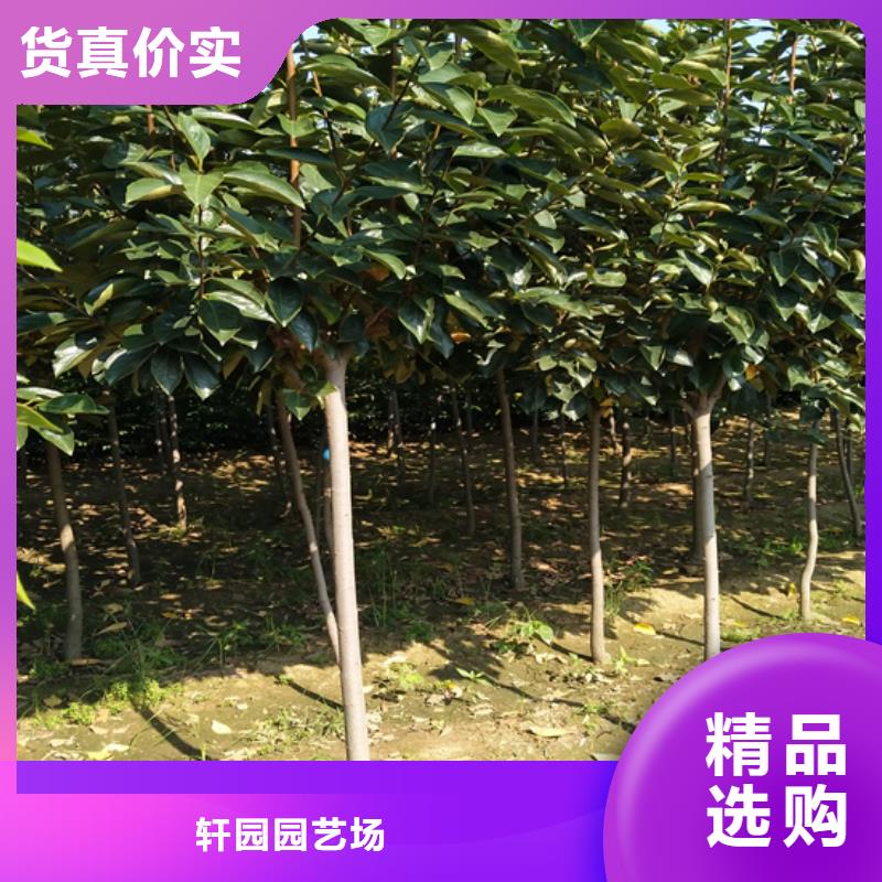 【柿子】板栗苗优质原料