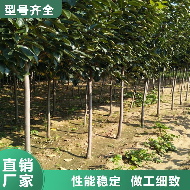 柿子_【3公分石榴苗】好品质经得住考验