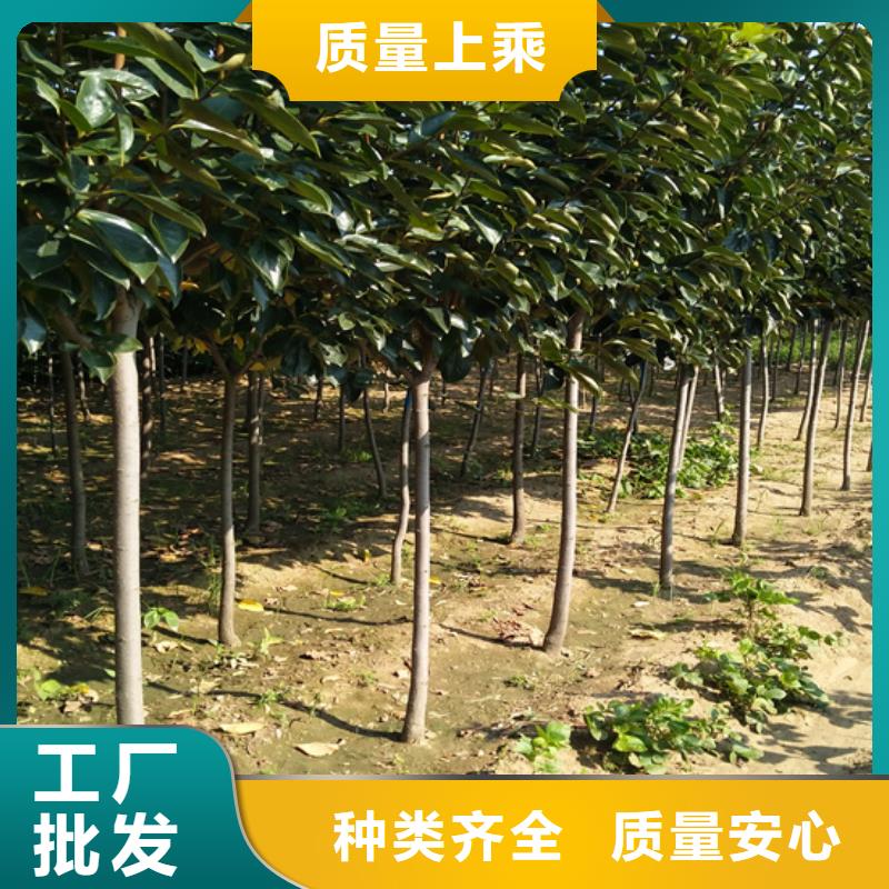 【柿子石榴树源头厂家来图定制】