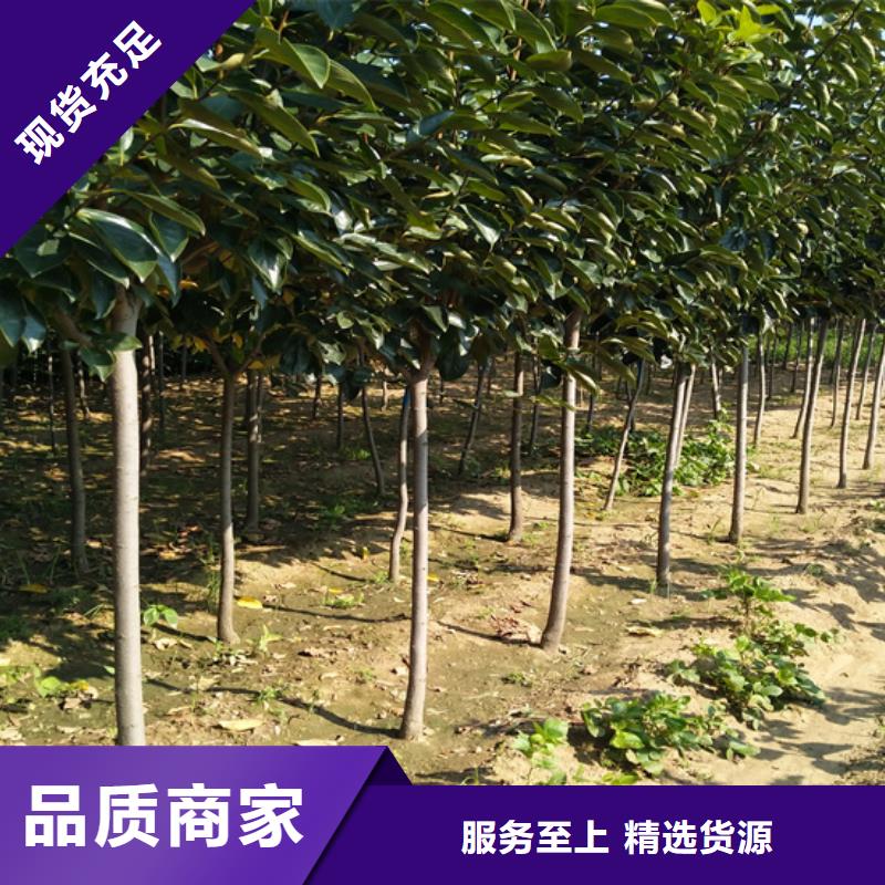 柿子玛瑙红石榴苗实拍展现