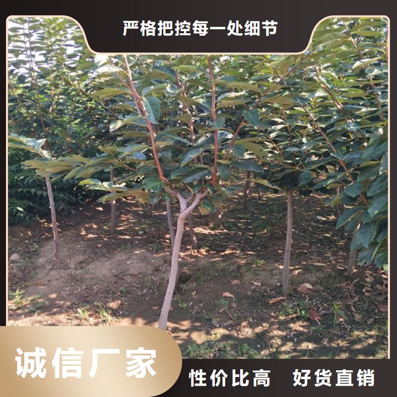 【柿子】_桃树苗N年大品牌