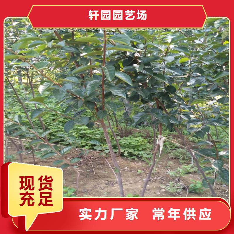 柿子石榴树精工打造