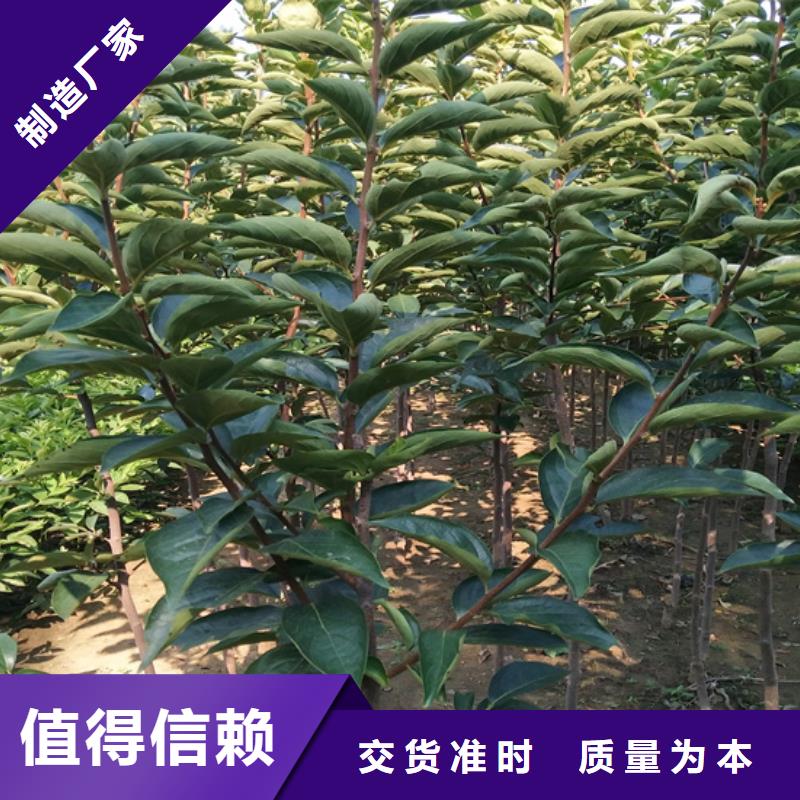【柿子】花椒苗保质保量