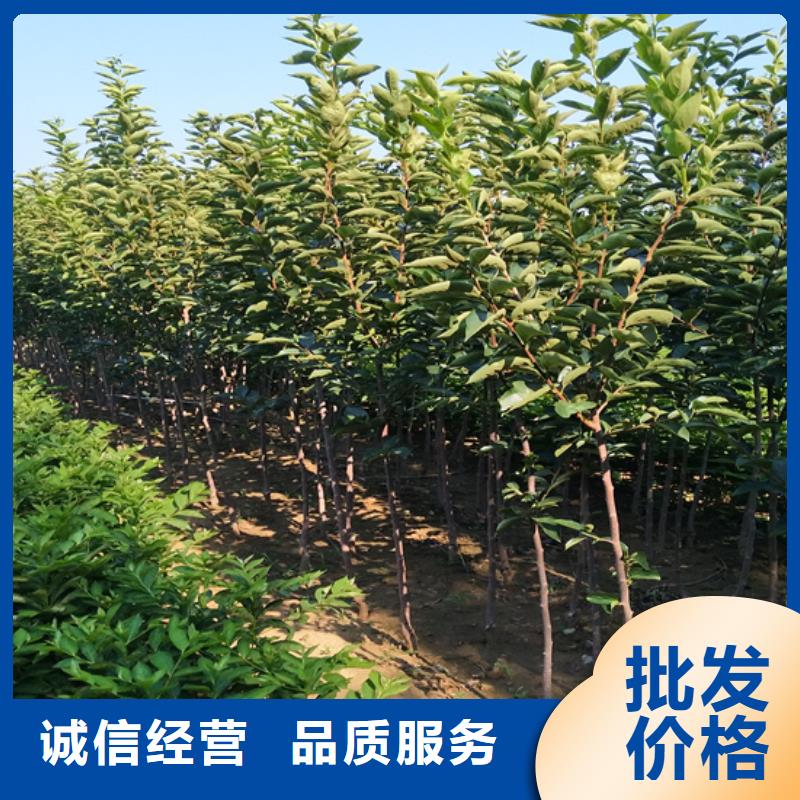 柿子北美冬青厂家拥有先进的设备