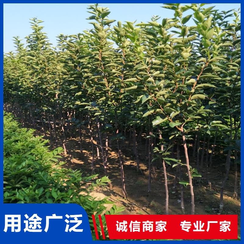 柿子3公分石榴苗源头工厂量大优惠