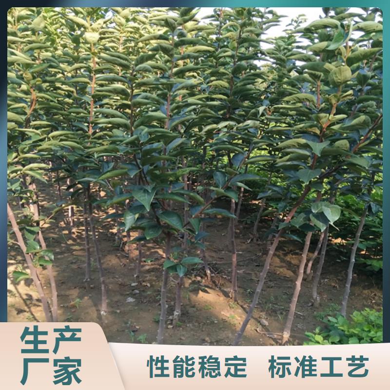 【柿子】_桃树苗N年大品牌