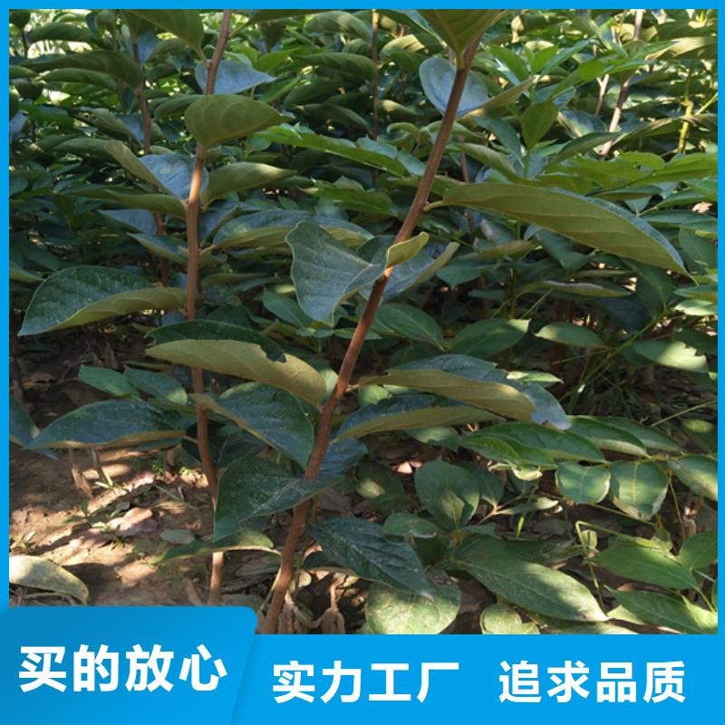 柿子_嘎啦苹果多年经验值得信赖