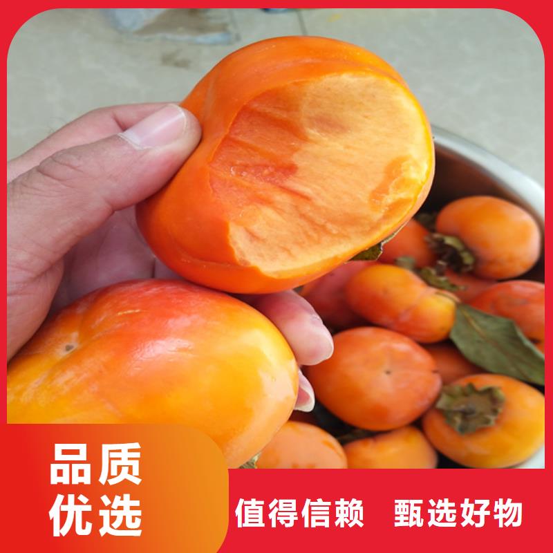【柿子】_桃树苗N年大品牌
