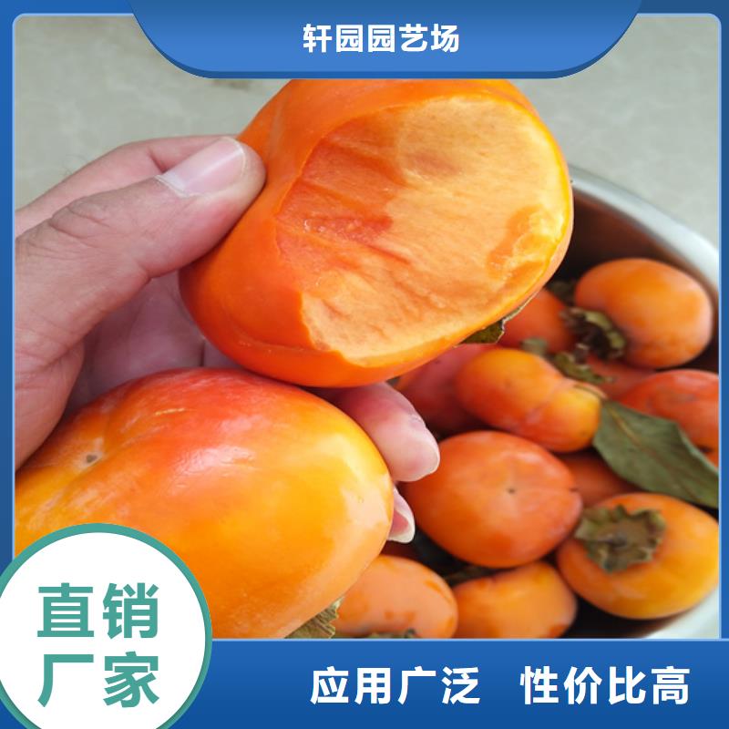 柿子李子苗实力厂商