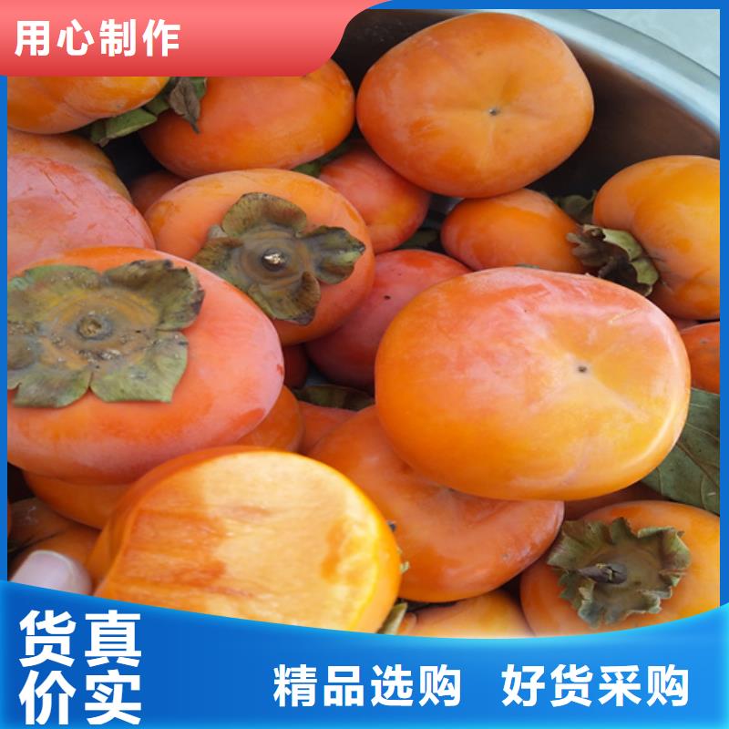 【柿子石榴树源头厂家来图定制】