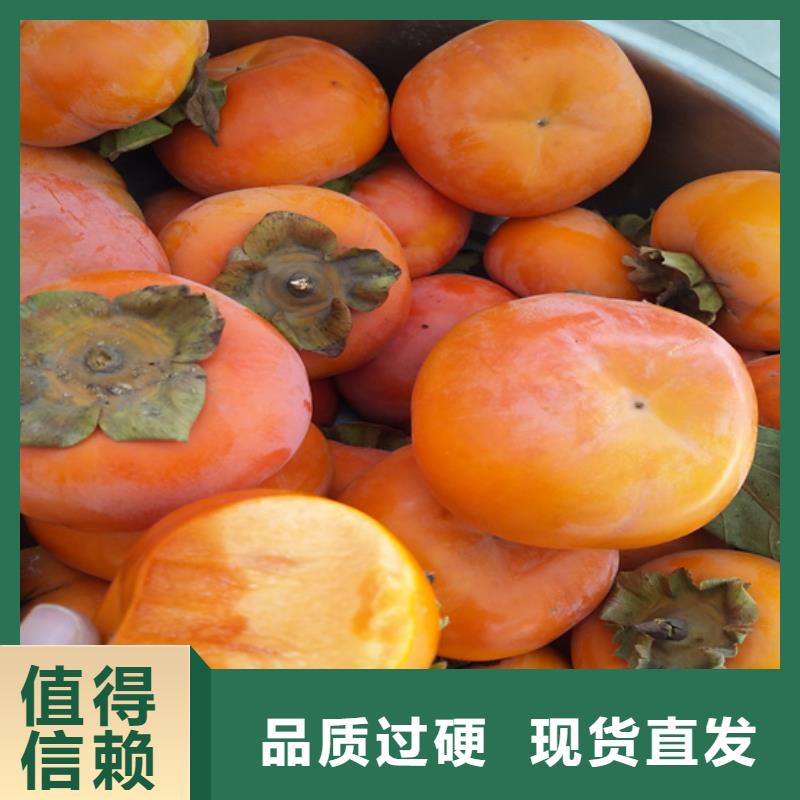【柿子苹果苗品种全】