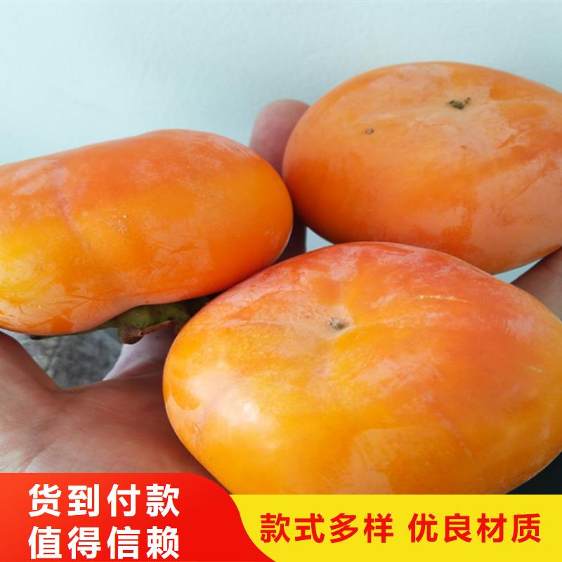柿子板栗苗优质材料厂家直销