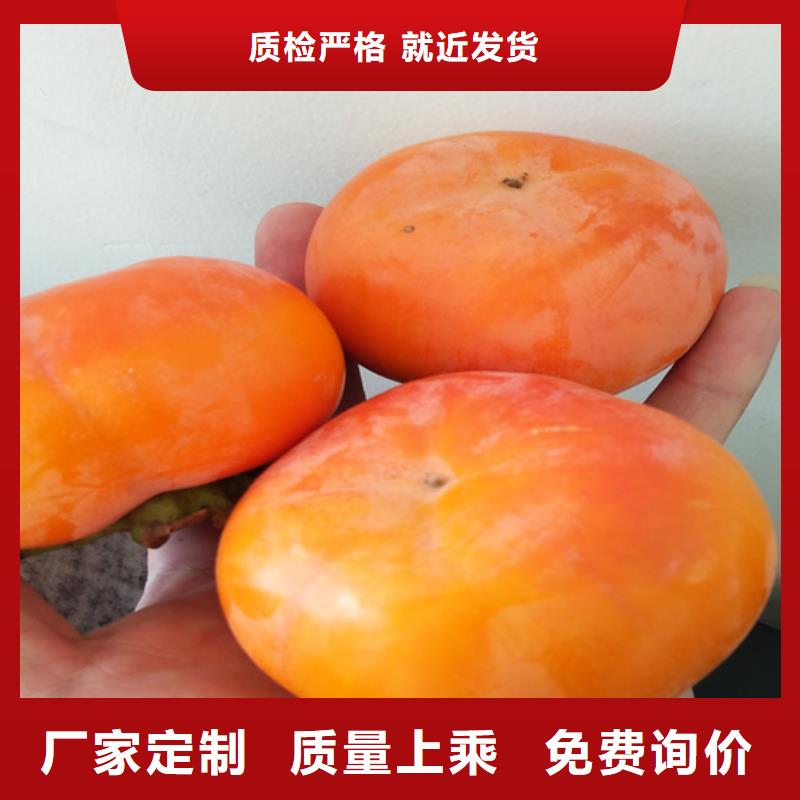柿子苹果苗质量为本