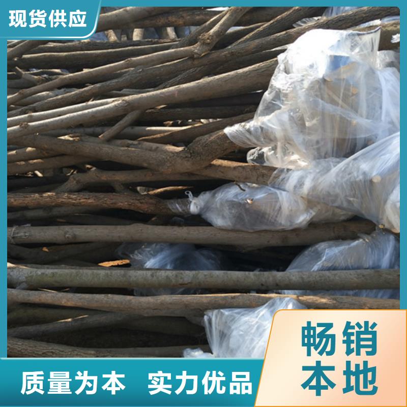 柿子樱桃苗厂家拥有先进的设备