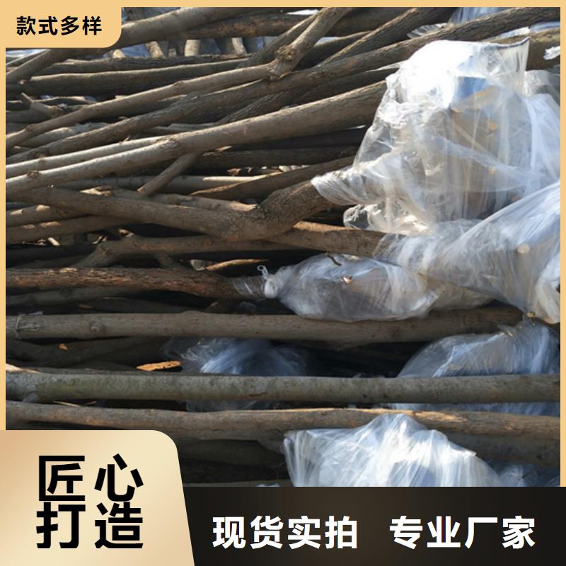 柿子_梨树苗价格公道合理