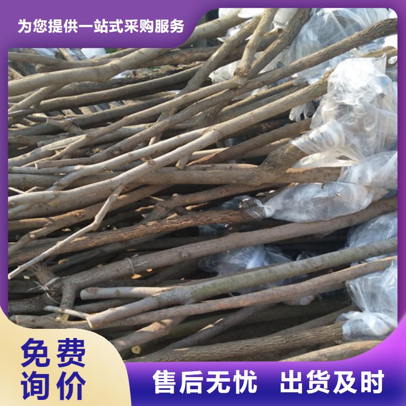 【柿子】_桃树苗N年大品牌