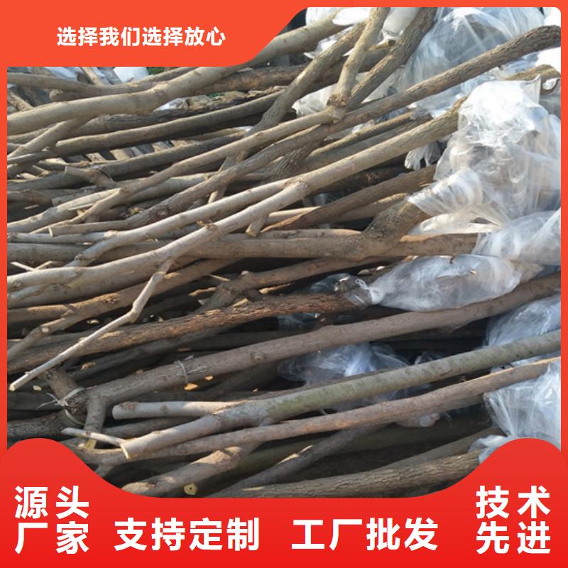 柿子苹果苗好货直供