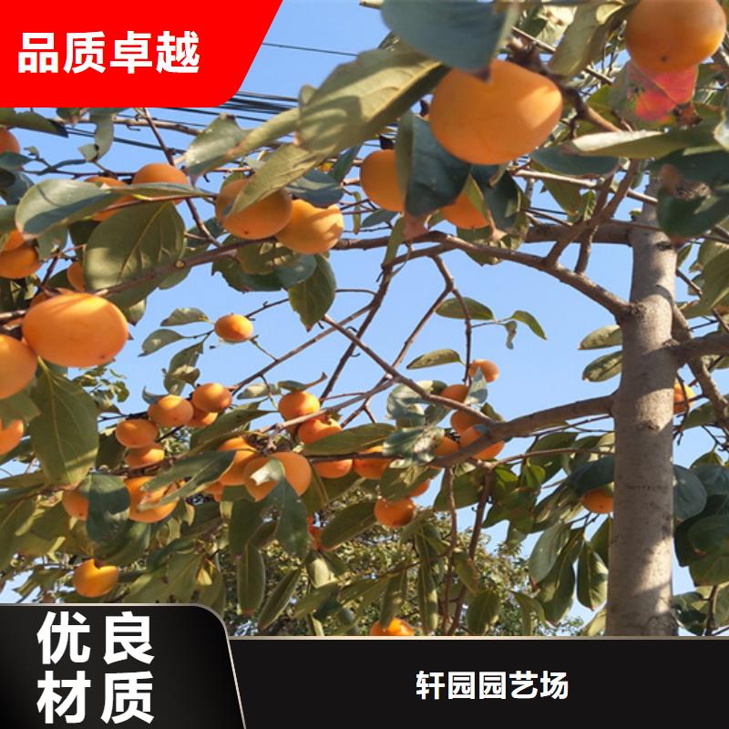 柿子苹果苗质量为本