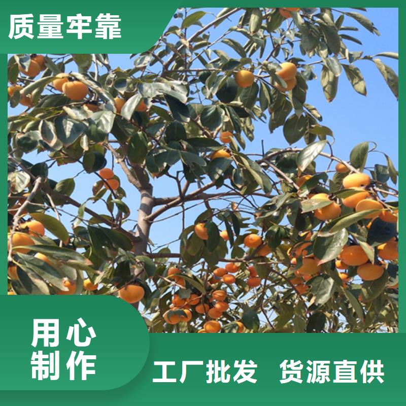 【柿子】_桃树苗N年大品牌