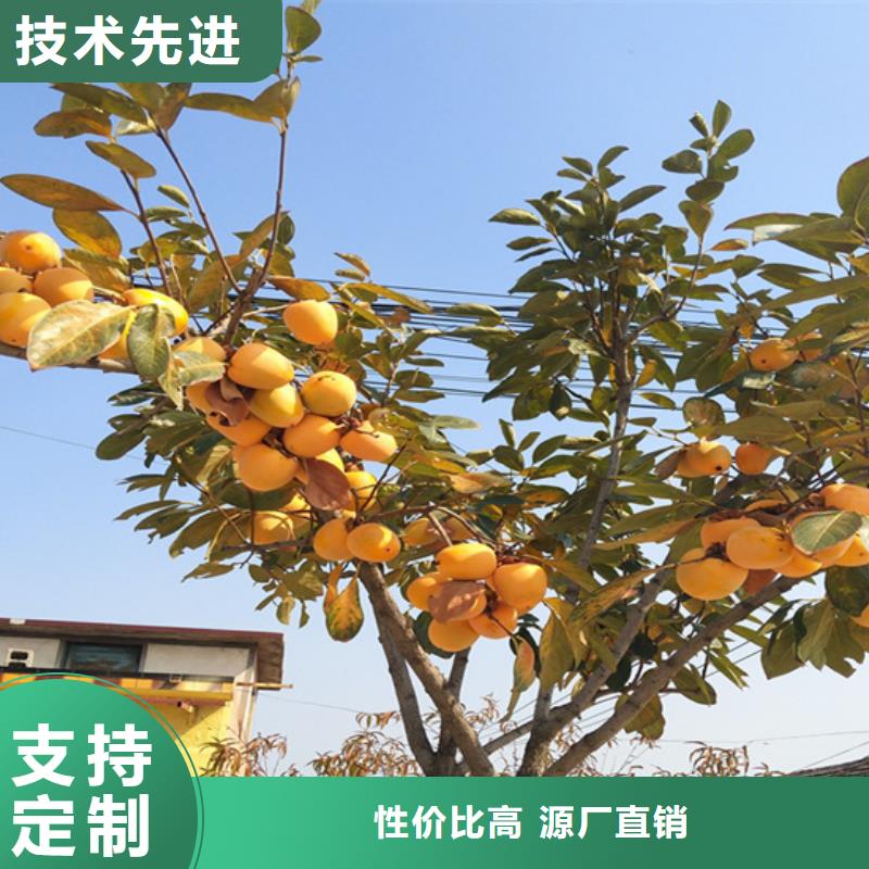 柿子李子苗实力厂商