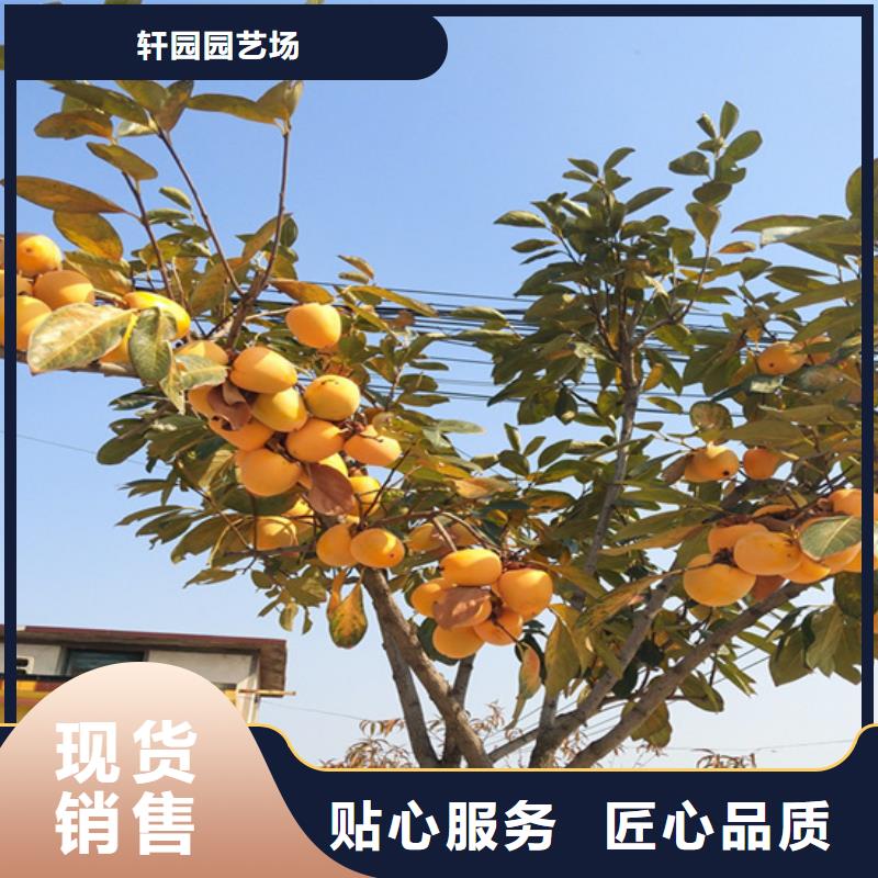 柿子玛瑙红石榴苗实拍展现