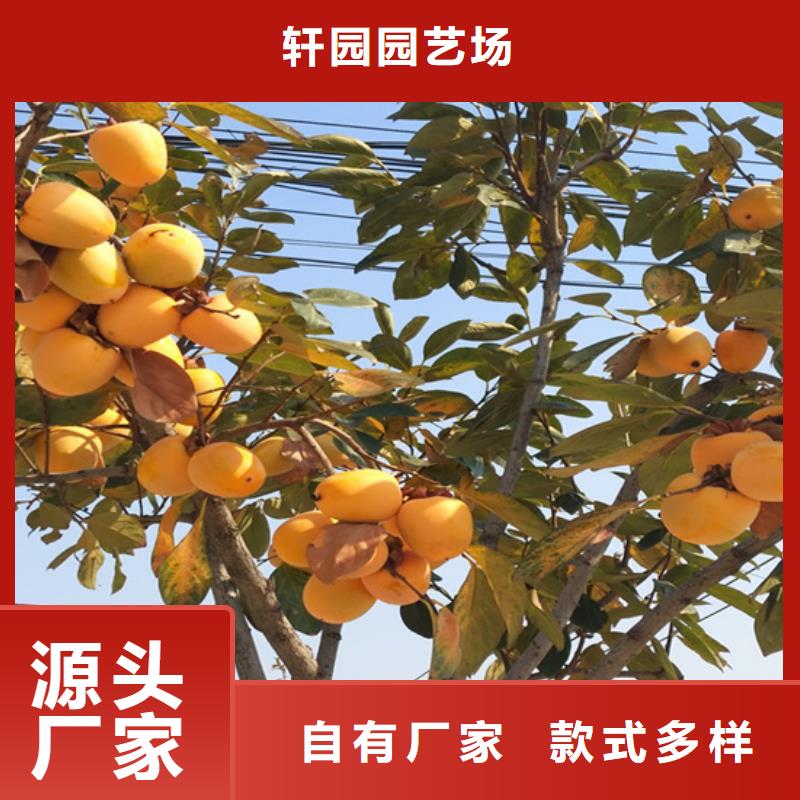 柿子_【苹果苗】厂家技术完善