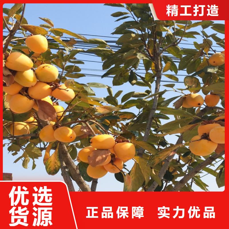 【柿子_蓝莓苗质量上乘】