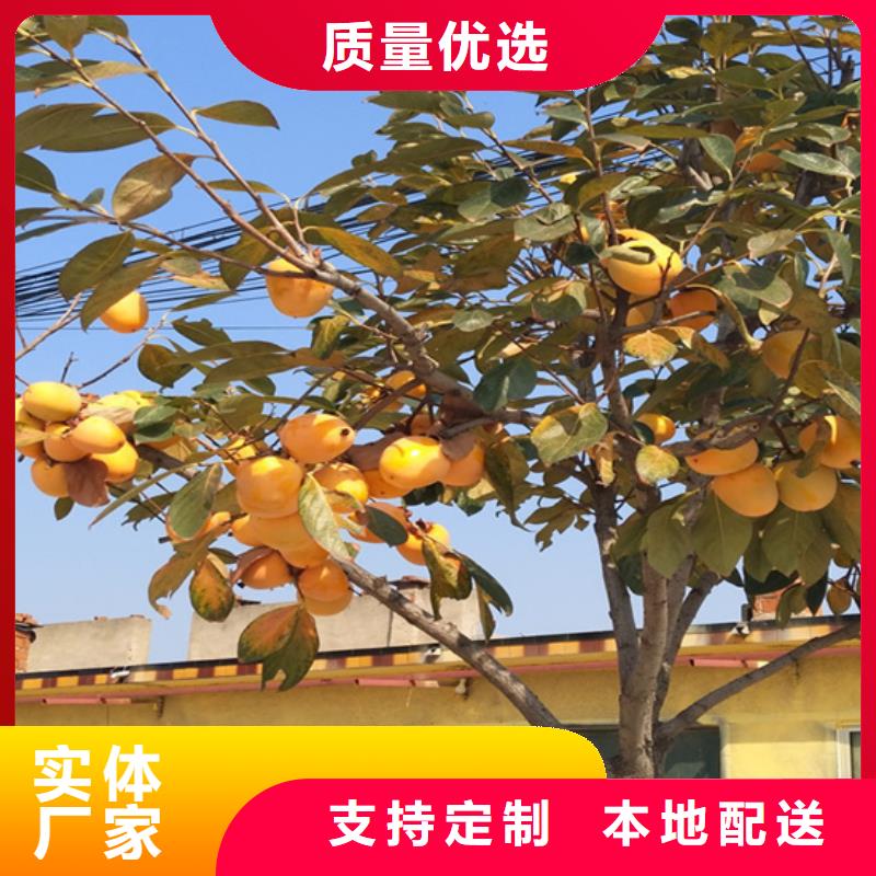 【柿子板栗苗现货充裕】