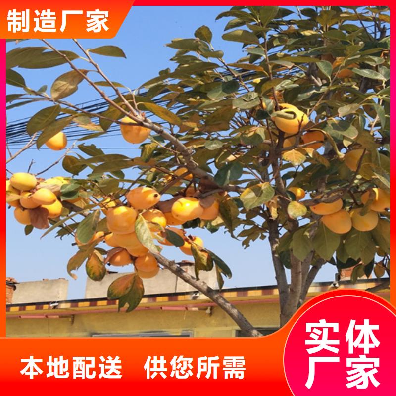 柿子苹果苗严格把控质量