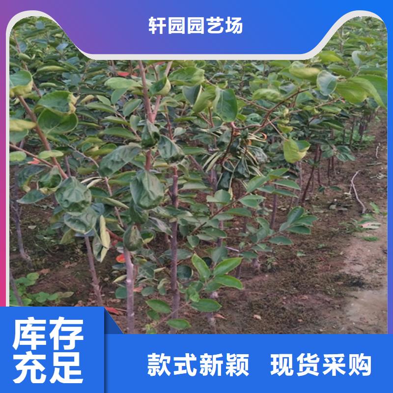 柿子李子苗实力厂商