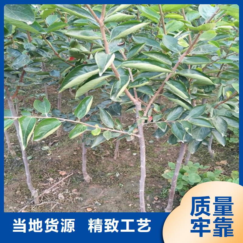 柿子石榴树精工打造