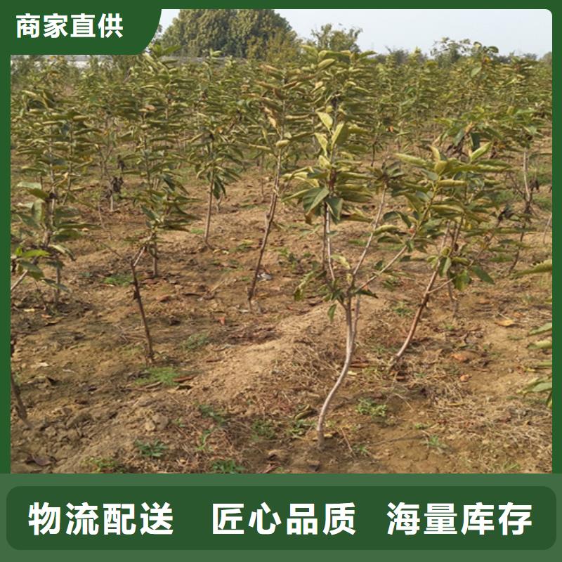 柿子李子苗实力厂商